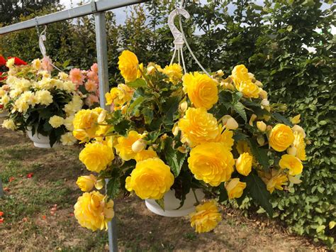 垂吊海棠|【養養養花花花】你見過垂吊開花的海棠嗎？只需一個。